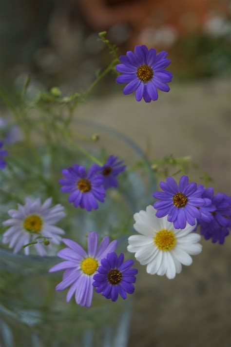 Brachyscome iberidifolia, Mixed Seeds £2.25 from Chiltern Seeds ...