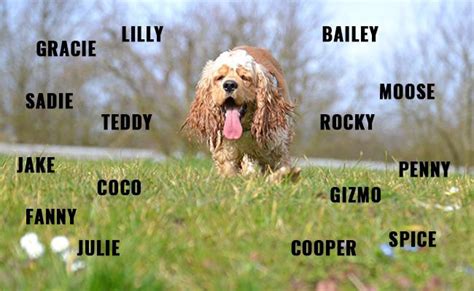 American Cocker Spaniel - Breed Information & Diet Facts - Petmoo