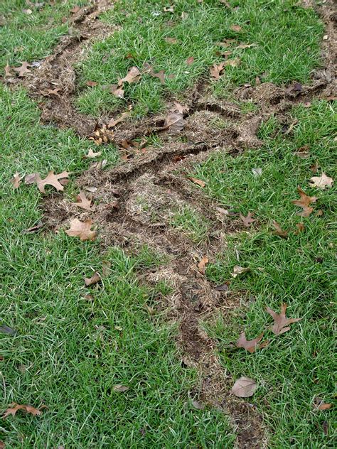 Healing Your Winter-Damaged Yard | Garden Housecalls