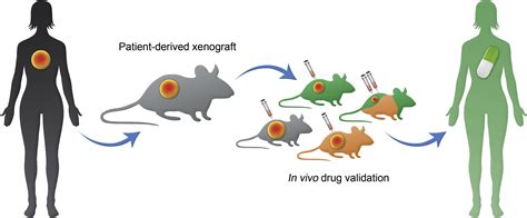 Patient-Derived Xenograft Tumor Models: Overview and Relevance to IR - Journal of Vascular and ...