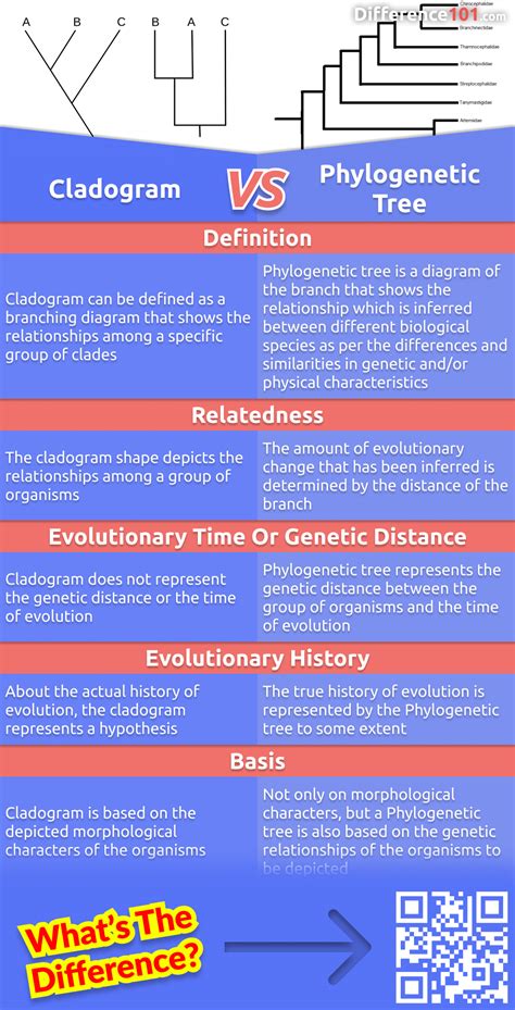 Difference Of Cladogram And Phylogenetic Tree