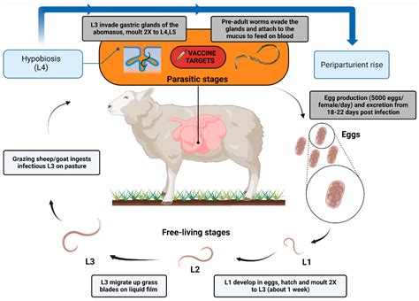 Animals | Free Full-Text | Haemonchosis in Sheep and Goats, Control ...