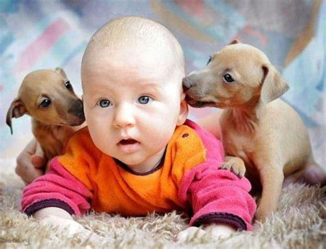 Puppy kisses | Cute puppies, Baby puppies, Baby animals