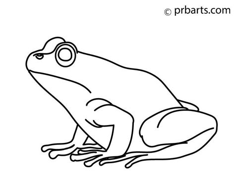 Frog drawing - How To Draw A Frog - PRB ARTS