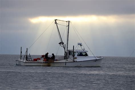 Chesapeake Bay oysters get more attention at pivotal time