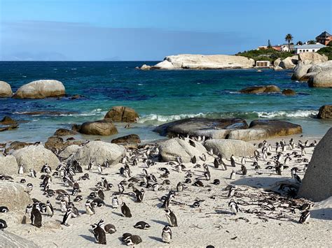 Boulders Beach In Cape Town- Its lot more fun than you think!