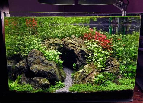 “The cave. It's mysterious and peaceful at the same time. #aquascaping ...