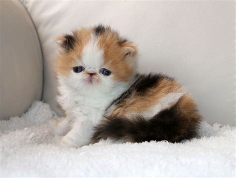 ALFENLOCH STAR SPANGLED Calico female Persian kitten | Persian kittens, Cute cats and dogs, Baby ...