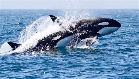 Wait, orcas can take down a blue whale? | WordDisk