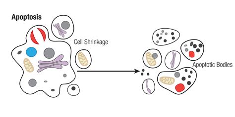 Mechanisms of Cell Death: Apoptosis