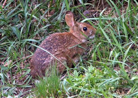 Southern Mainers restoring cottontail rabbit habitat