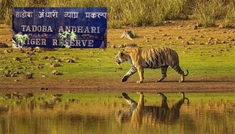 Tadoba National Park