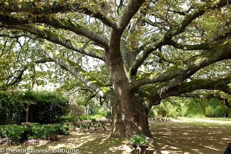 Garden Trails of the Yarra Ranges; An Escape Through Natural Beauty | The World Loves Melbourne