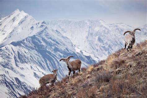 WildLife of the Himalayas, Himalayan Wildlife, Exotic Himalaya Tours ...