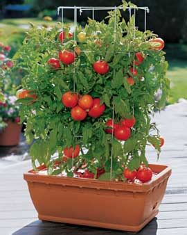 Tomatoes for Container Gardening - Texas-Heirloom-Tomatoes