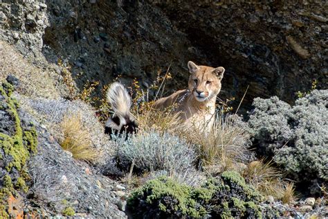 Wildlife of Patagonia Chile and Argentina – atacamaphoto