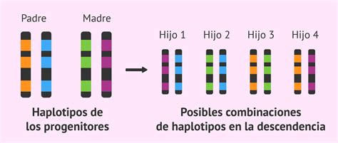 Herencia de haplotipos del sistema HLA