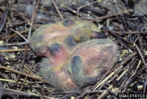 Rock Pigeon- Columba livia | Wildlife Journal Junior