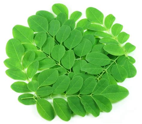 |WORK| Can-moringa-leaves-abort-pregnancy