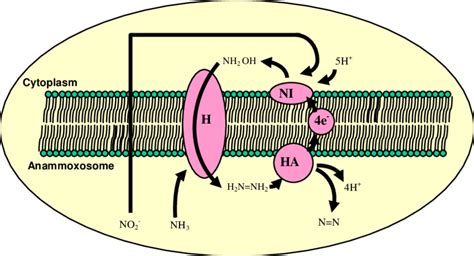 Metabolic pathway in ANAMMOX bacteria | Download Scientific Diagram