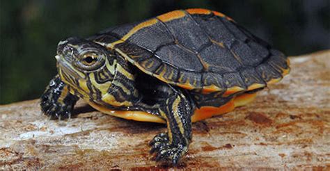 Turtles & Tortoises | Reptile Pet Types | Zilla