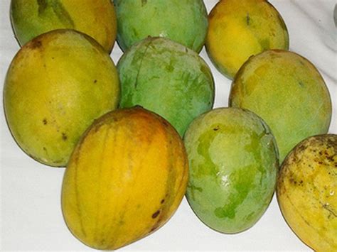 Mango Tree Carrie Semi-Dwarf Variety Grafted