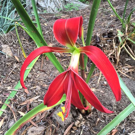 Aztec Lily (Sprekelia) – Easy To Grow Bulbs