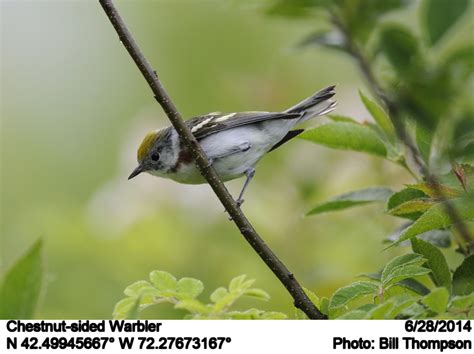 Chestnut-sided Warbler | Female Chestnut-sided Warbler photo… | Flickr