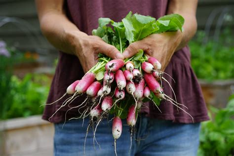 5 Tips for Growing Perfect French Breakfast Radishes • Gardenary