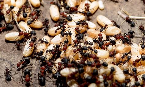 An ant colony has memories that its individual members don't have — Science & Technology — Sott.net