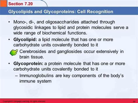 Glycoprotein Function In Cell Membrane | MedicineBTG.com