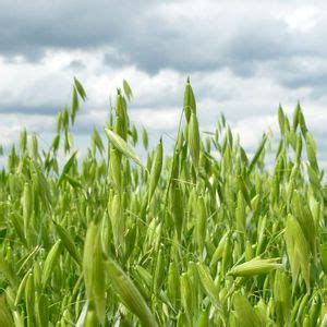 Spring oat seed - Lennon - Senova - powdery mildew resistant / rust resistant