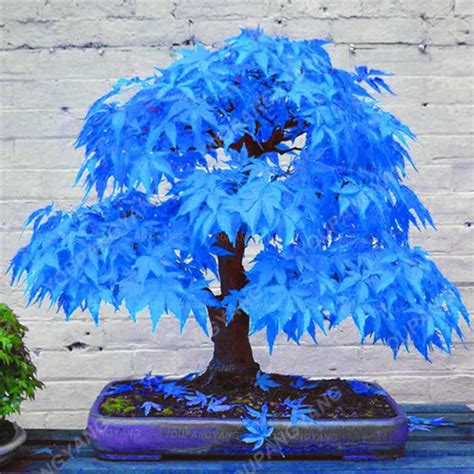 20pcs Purple Blue Ghost Japanese Maple Tree Bonsai Flower Plants Potted ...