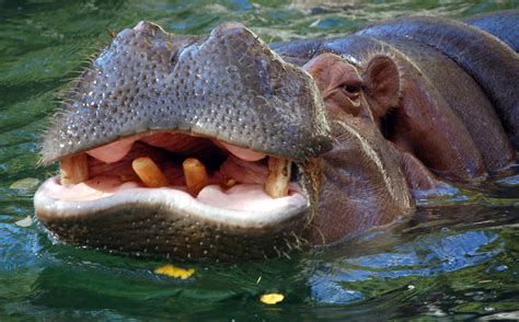 Lêer:Hippo closeup.jpg - Wikipedia