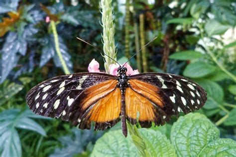 A butterfly sitting on top of a green plant. Butterfly mainau butterfly house. - PICRYL - Public ...