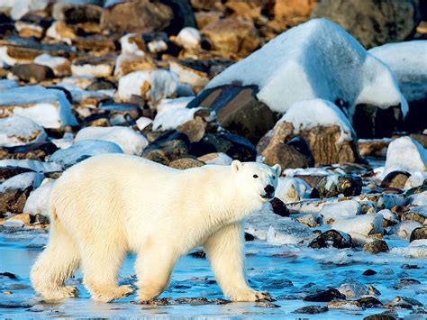 Are Killer Whales the Arctic's Next Top Predator?