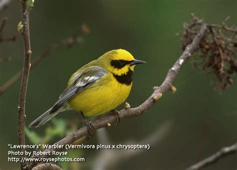 The City Birder: Songbird Migration & a Warbler Hybrid