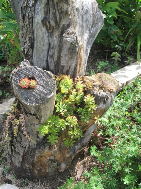 Succulents Planted in Tree Stump - Creative Garden Idea