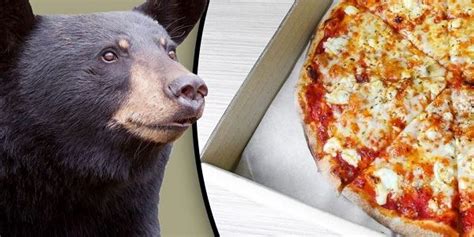 Black bear breaks into pizza-delivery driver's car, completely destroys inside