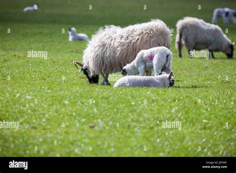 Lambs playing in field, Northumberland, England, UK, Europe Stock Photo ...