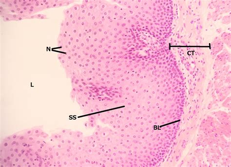 Stratified Squamous Epithelium Human Esophagus 10x | Histology