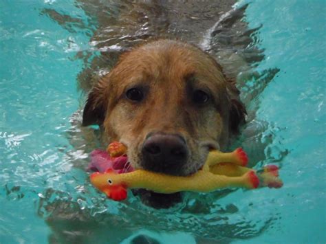 Dog Swimming Pool Photo, Happy Tails Resort, Auburn, WA