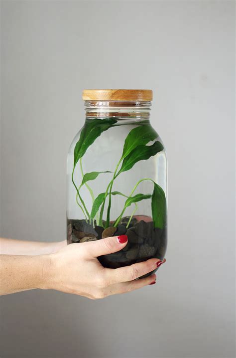 How to make a your own Indoor Water Plant - Eclectic Creative