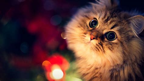 Cute HD Wallpapers for Desktop (73+ images)