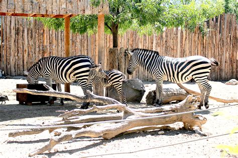 'Explosion' of baby animals at Idaho Falls Tautphaus Park Zoo - East ...