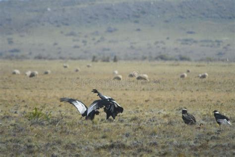 The Andean Condor is a Species of Bird in the Cathartidae Family. Stock Photo - Image of ...