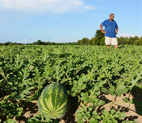 watermelon.jpg - AgriLife Today