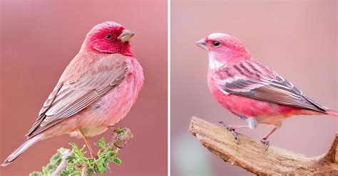 Meet The Pink-Browed Rosefinch, Beautiful Little Bird With Gorgeous Color