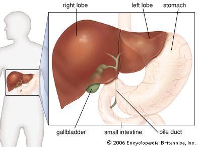 Liver | Functions, Diseases & Treatments | Britannica