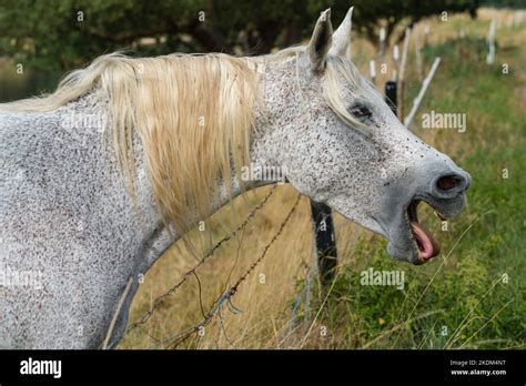 Arabian horse yawning Stock Photo - Alamy